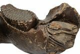 16.5" Wide Woolly Mammoth Mandible with M2 Molars - North Sea - #200812-10